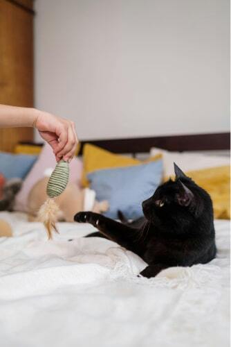 Playing with cat.