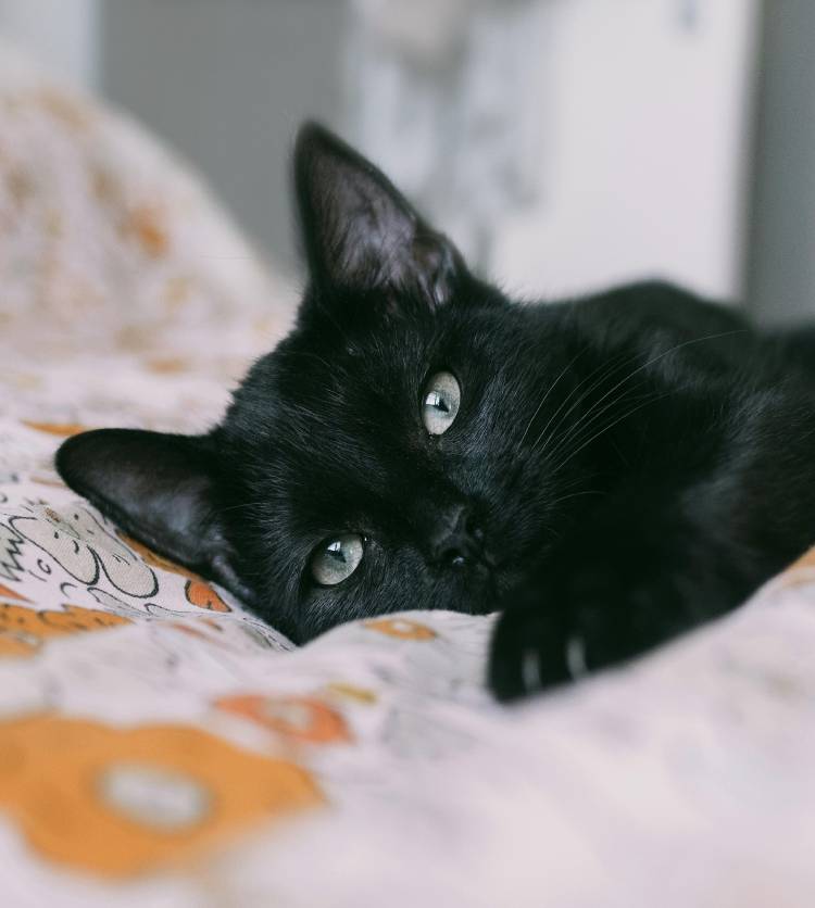 Dog sitting in field.