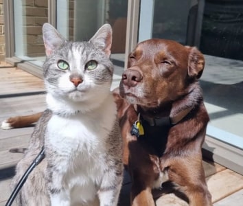 Cat and dog friends