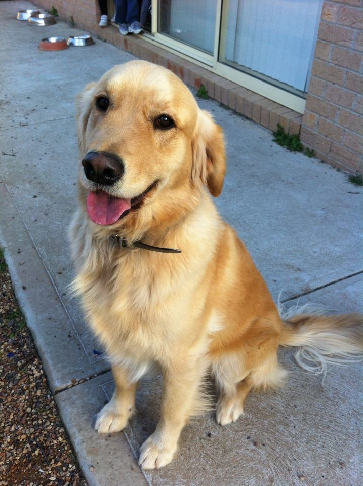 how-long-can-a-7-month-puppy-hold-it