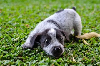 qld adoption application information for form Cattle in Shih  Dog  PetRescue Medium Tzu Female x QLD Mix Australian