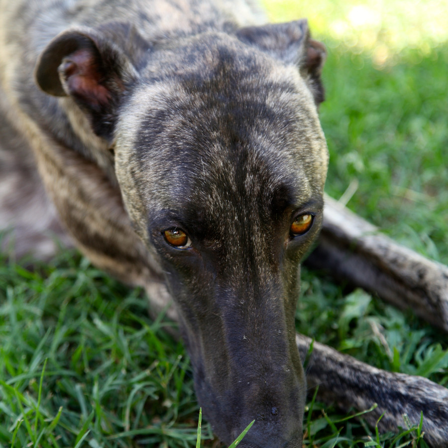 Greyhound Dogs Adoption Qld Greyhound Dogs Adoption Qld