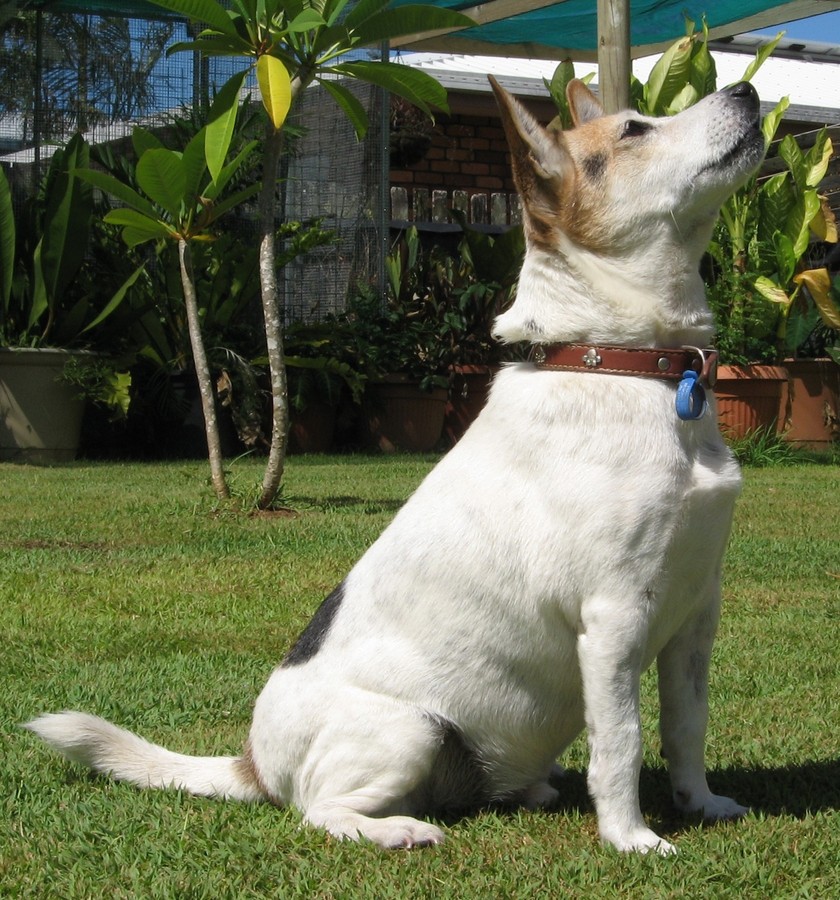 Fraser Coast Dog Rescue Fraser Coast Dog Rescue
