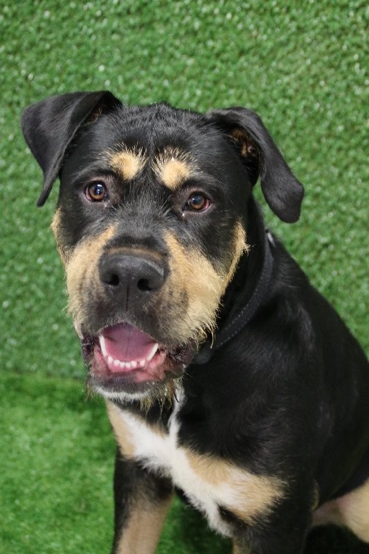 rottweiler rescue qld barry large wolfhound x rottweiler mix in qld petrescue rottweiler rescue qld barry large wolfhound x rottweiler mix in qld petrescue