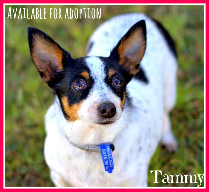 Are Tenterfield Terrier Noisy