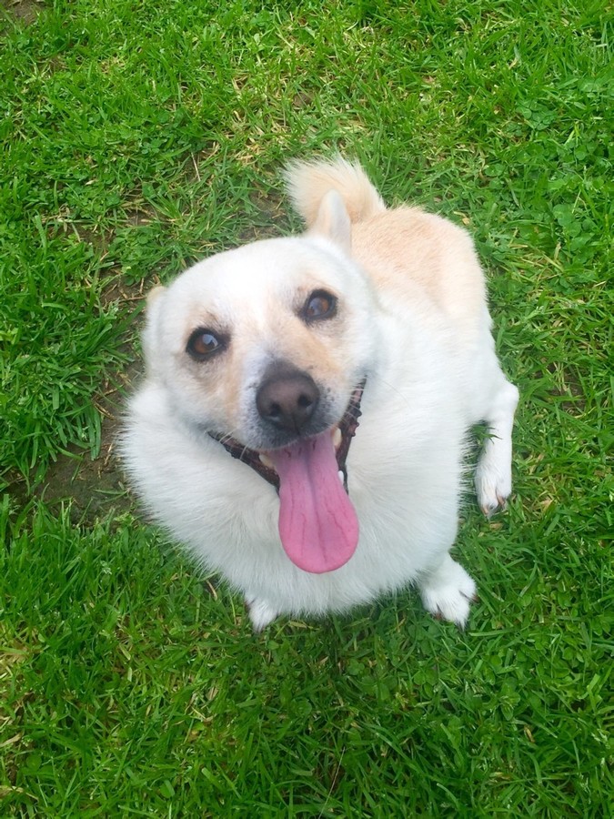 crested pomeranian mix bailey small crested x pomeranian mix in vic petrescue crested pomeranian mix bailey small crested x pomeranian mix in vic petrescue