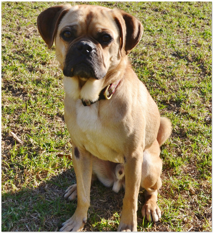 pug rescue nsw ralphie small beagle x pug in nsw petrescue pug rescue nsw ralphie small beagle x pug in nsw petrescue