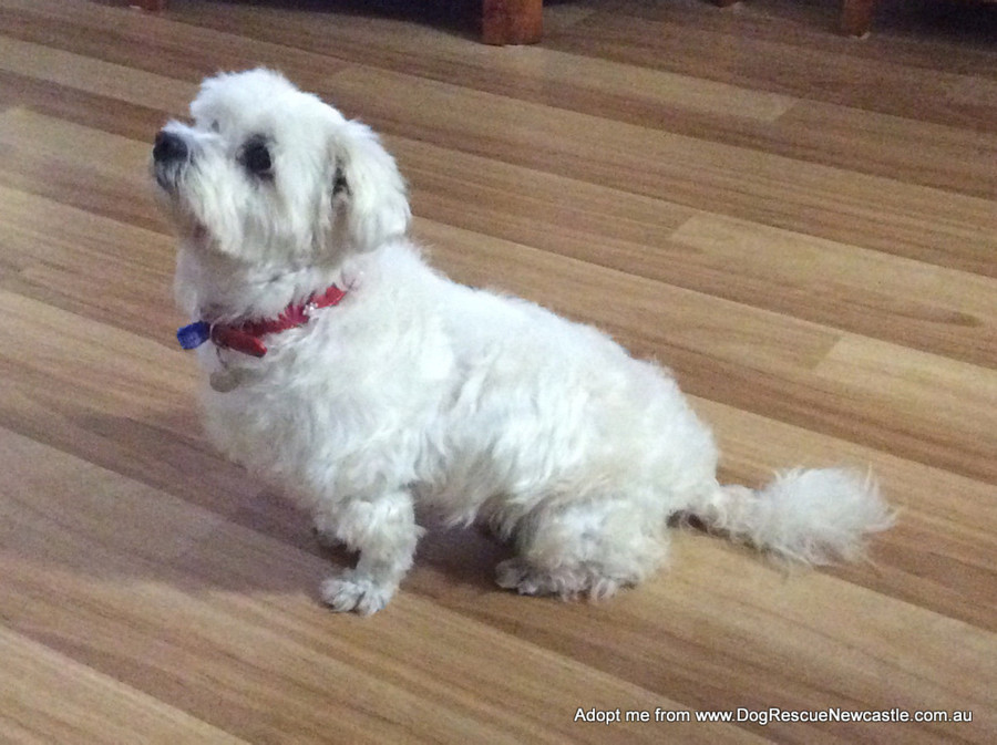 maltese shih tzu rescue polly shih tzu x maltese 7yo on trial 9 8 16 small maltese x shih tzu in maltese shih tzu rescue polly shih tzu x maltese 7yo on trial 9 8 16 small maltese x shih tzu in