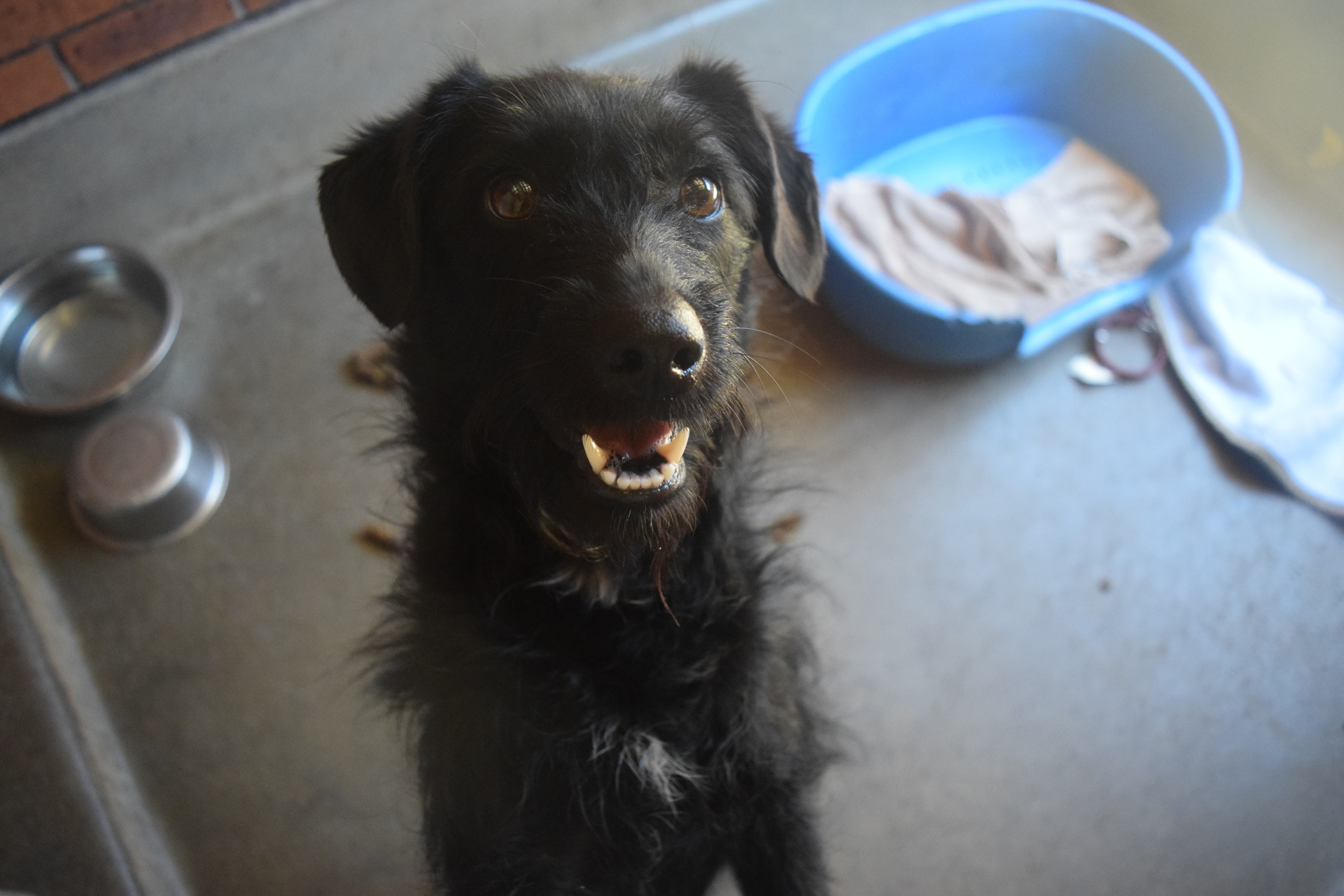 Annie Medium Female Australian Kelpie X Poodle Miniature Mix Dog In Nsw Petrescue