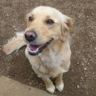 golden retriever rescue south australia golden retriever rescue listings breeds picture golden retriever rescue south australia golden retriever rescue listings breeds picture
