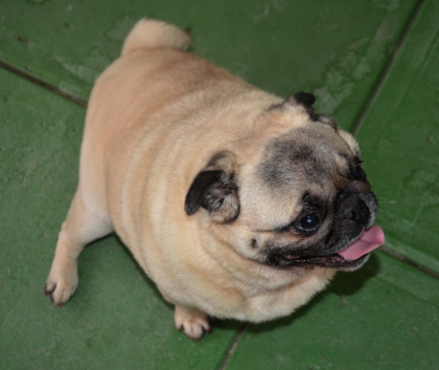 pug rescue nsw peggy on trial in my new home small pug in nsw petrescue pug rescue nsw peggy on trial in my new home small pug in nsw petrescue