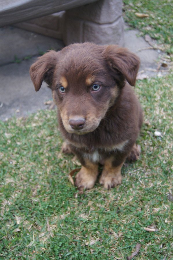Mars Medium Male Kelpie x Golden Retriever Mix in NSW PetRescue