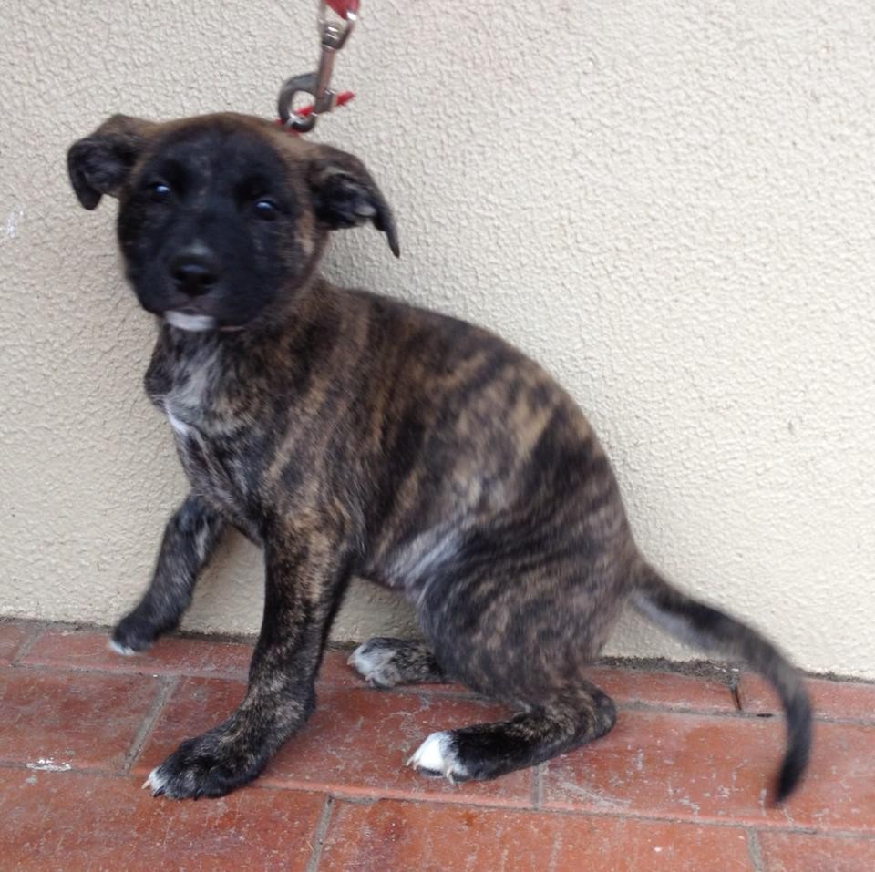 Brindle staffy cross german shepherd Clearance