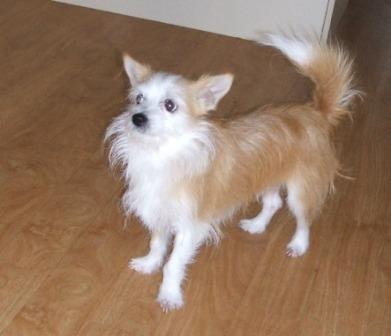 Jack Chi Long Haired Jack Russell Cross Jack Chi Long Hair