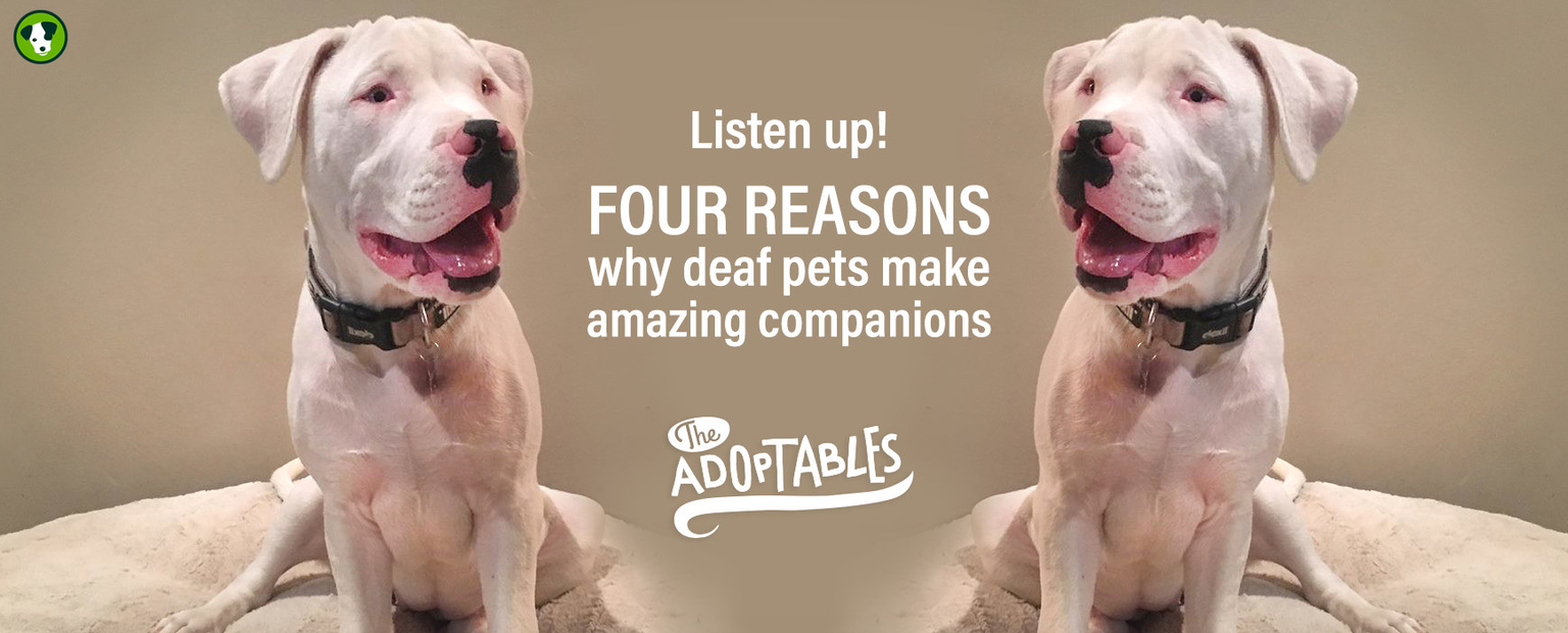 Four reasons deaf pets make amazing companions