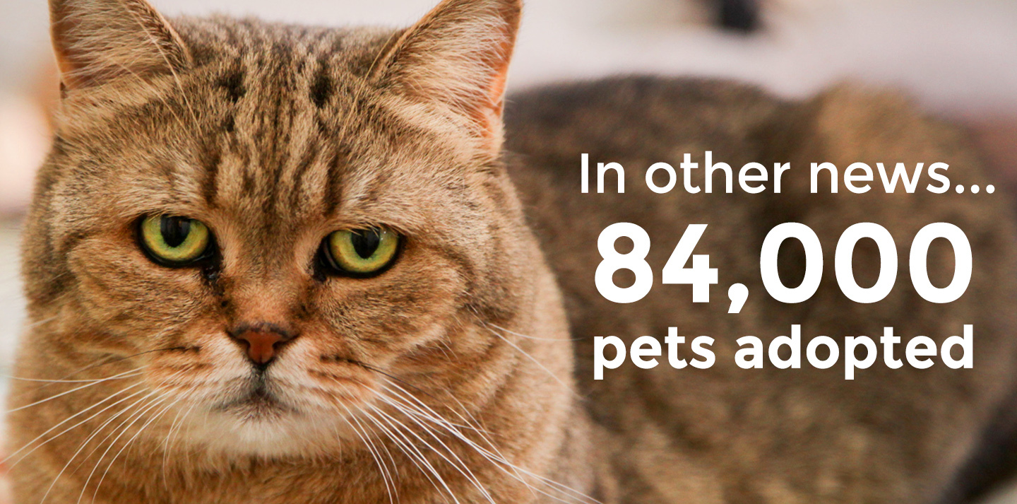 84,000 pets adopted