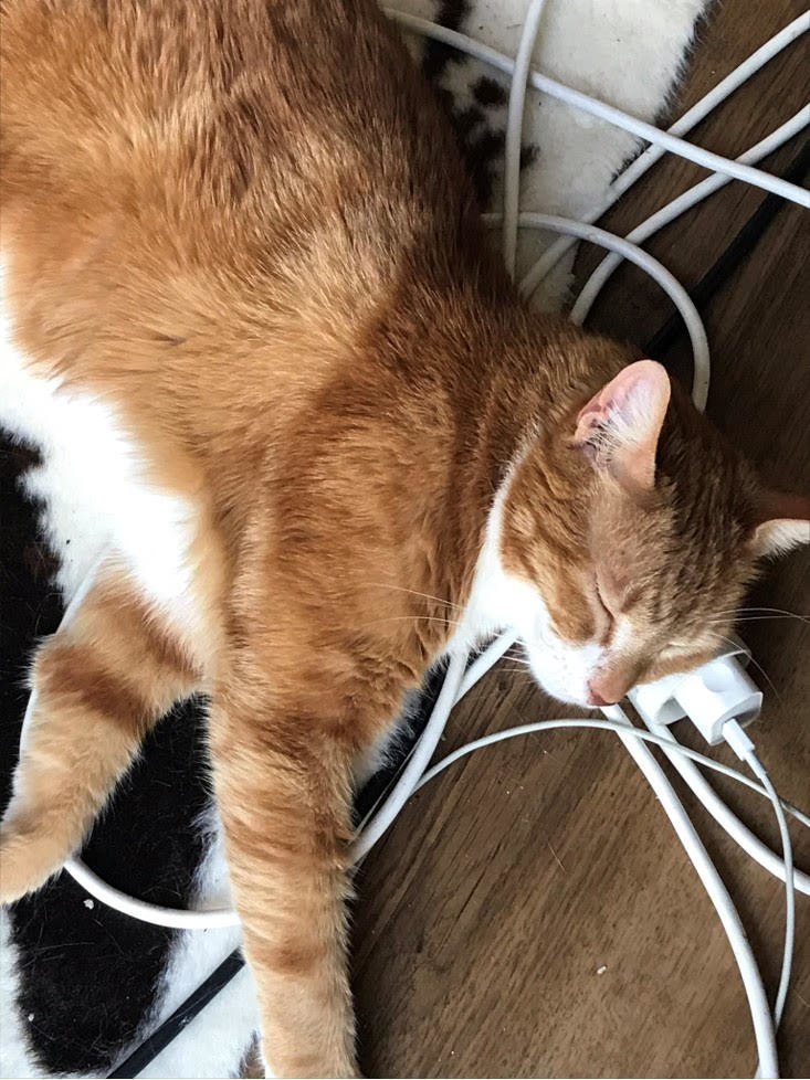 cat using an extension cord as a pillow