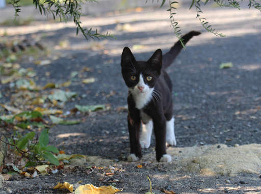 a small urban stray cat 