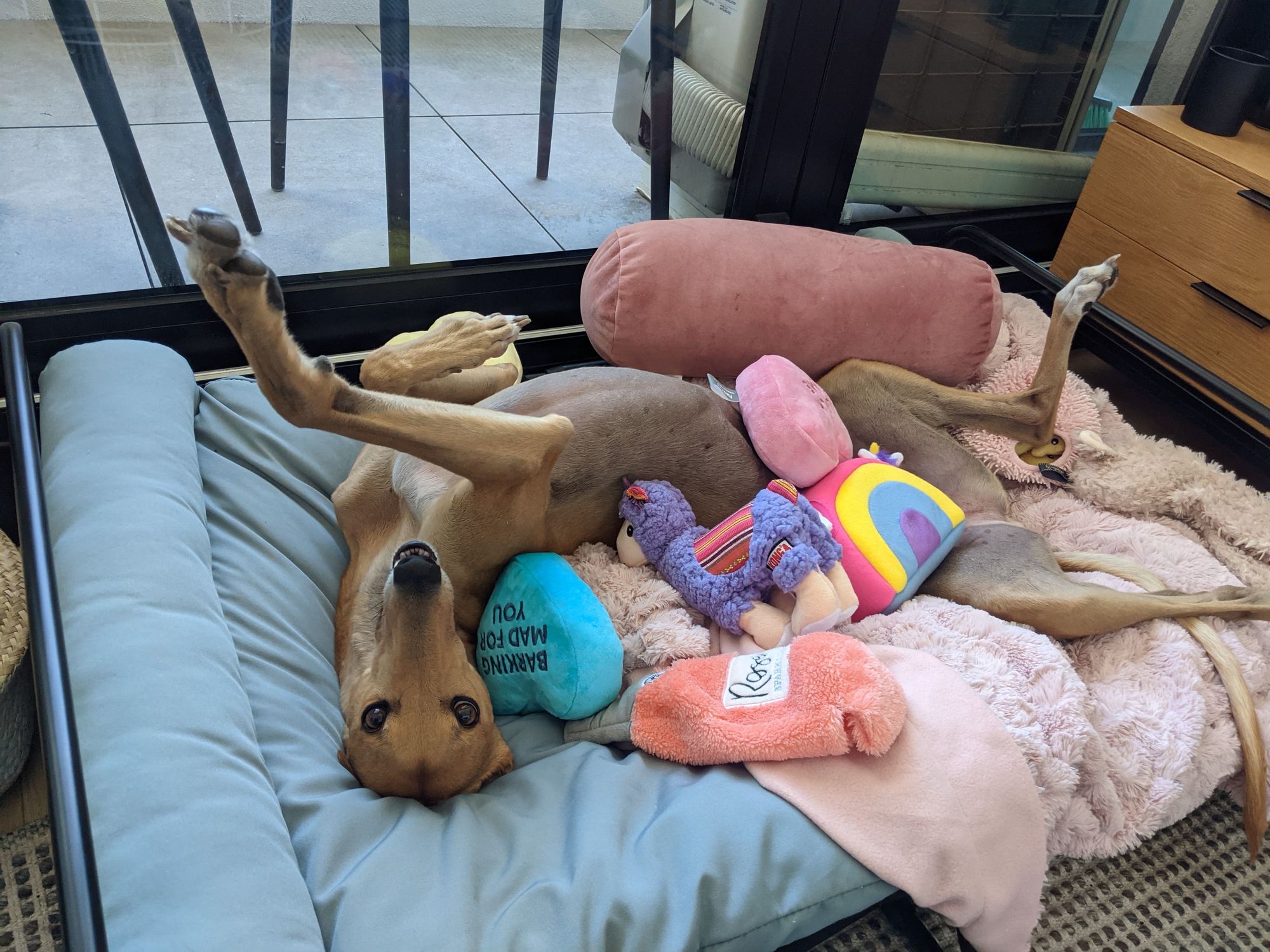 dog with her toys