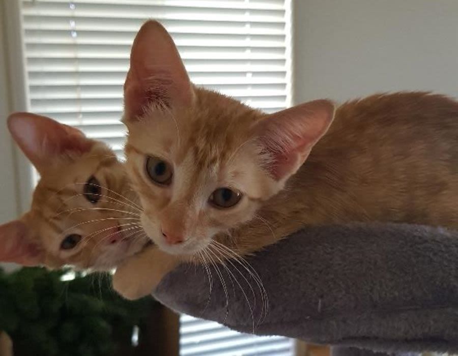 two ginger kitties cuddling