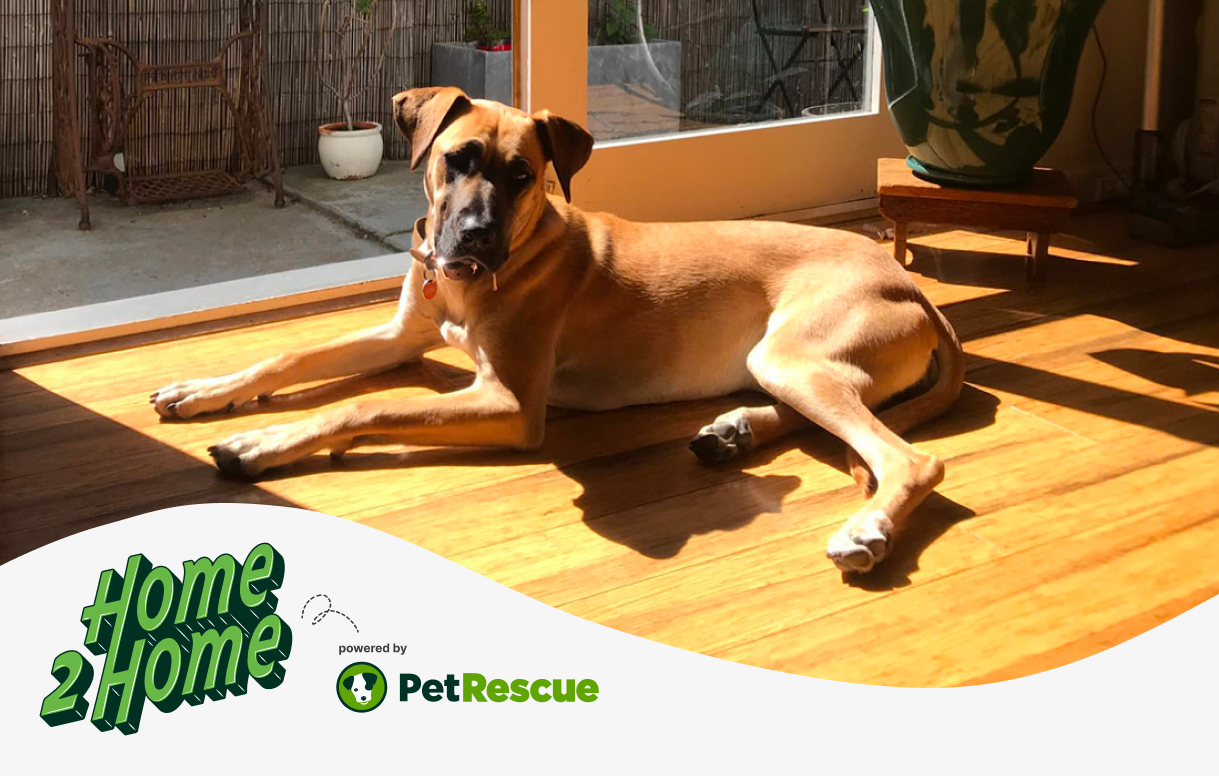 Keeping pets at home with Home2Home 🏡💚🏡 - PetRescue