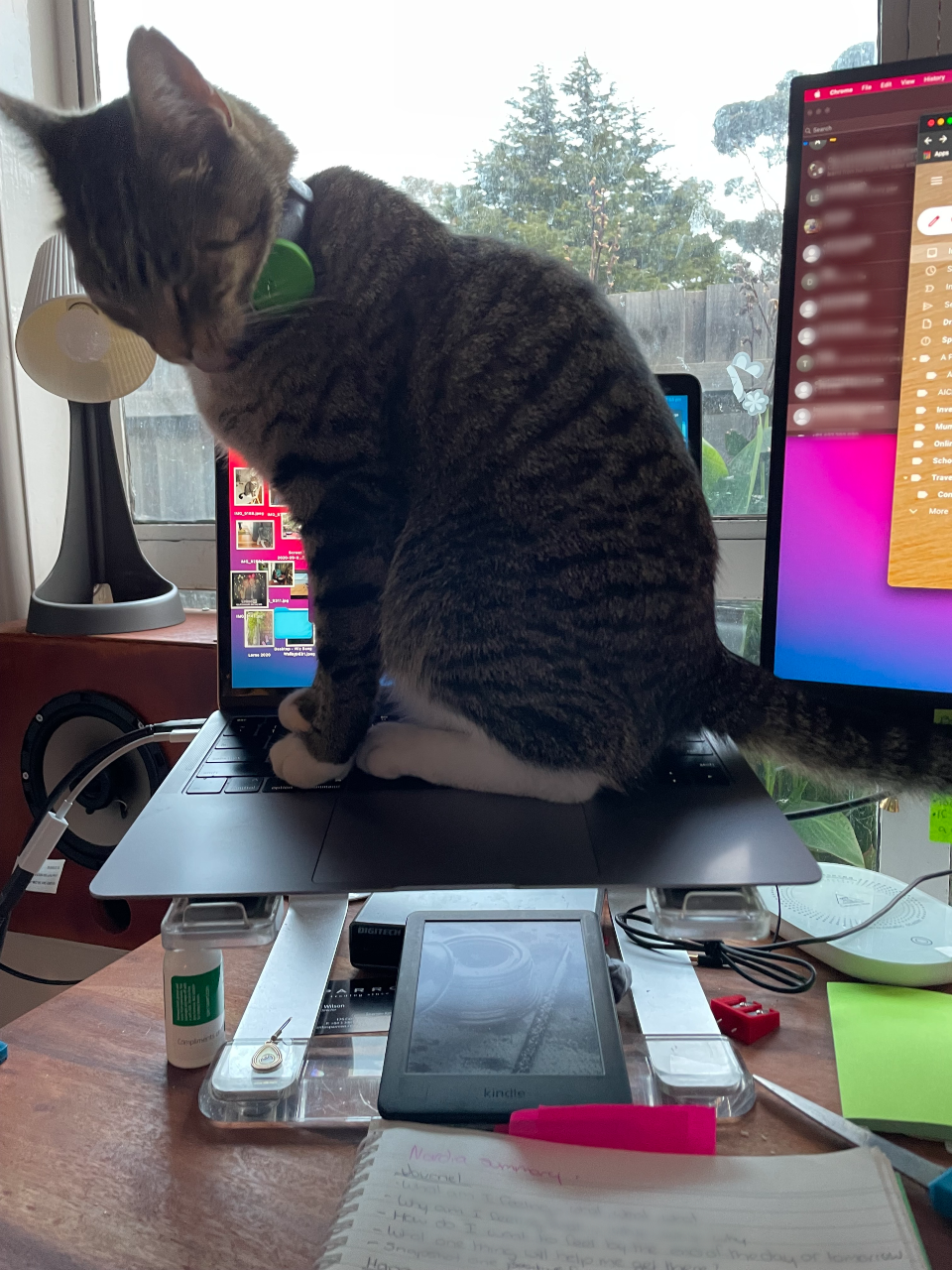 A kitty standing on a laptop