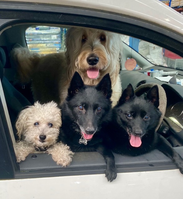 four happy dogs in a car