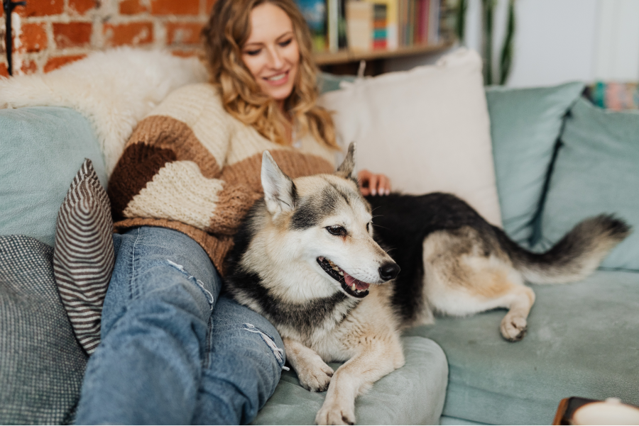 A person patting a big happy dog on a couch