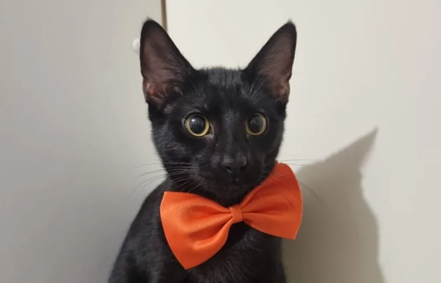 a black kitten with a bow tie