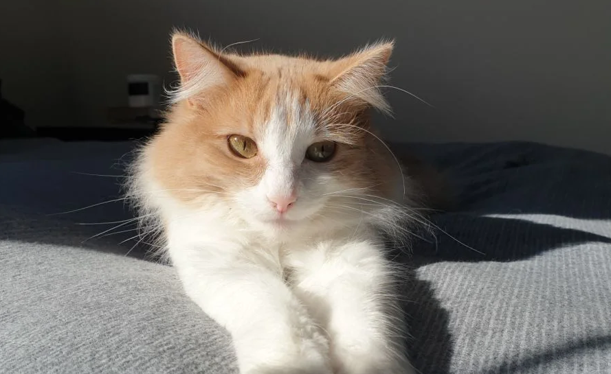 A white and ginger kitty on a bed