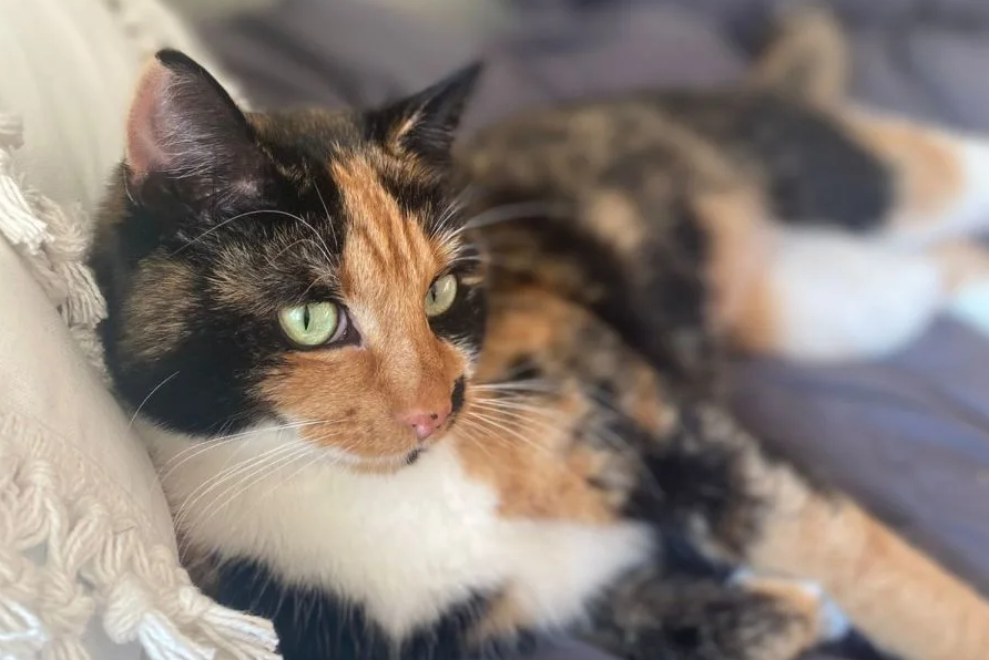 A calico cat on a bed