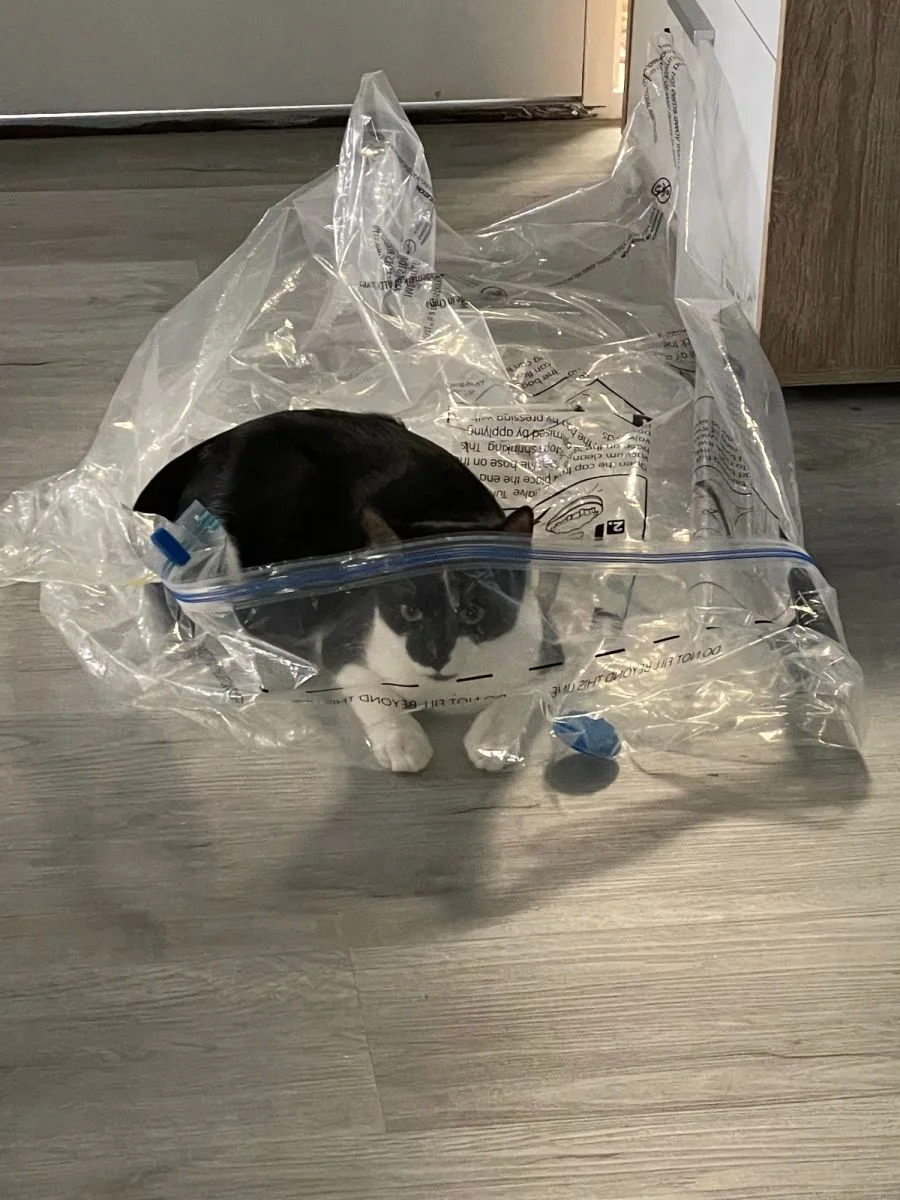 cat sitting on a plastic bag