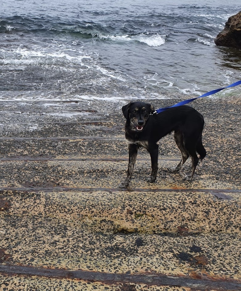 A cute black Kelpie dog at the beach