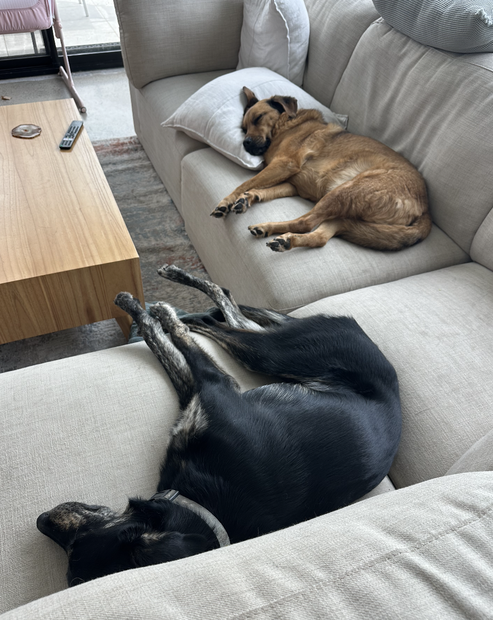Two doggos sleeping on a couch