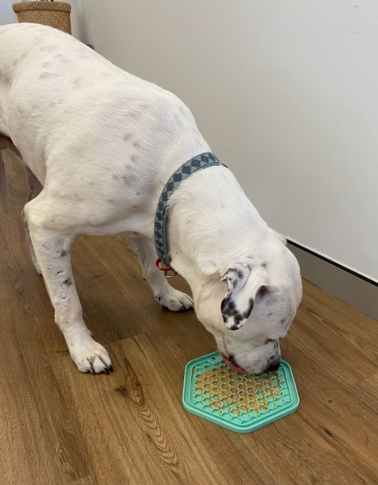 A big white dog enjoys a licky mat