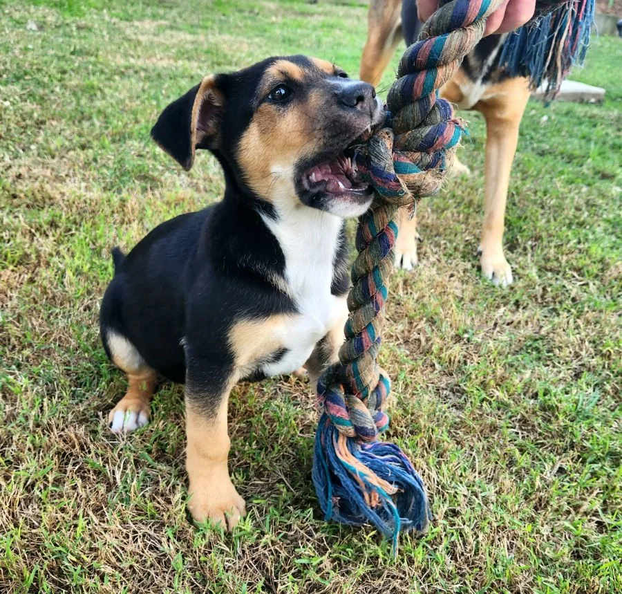 A tiny pup plays with a rope toy