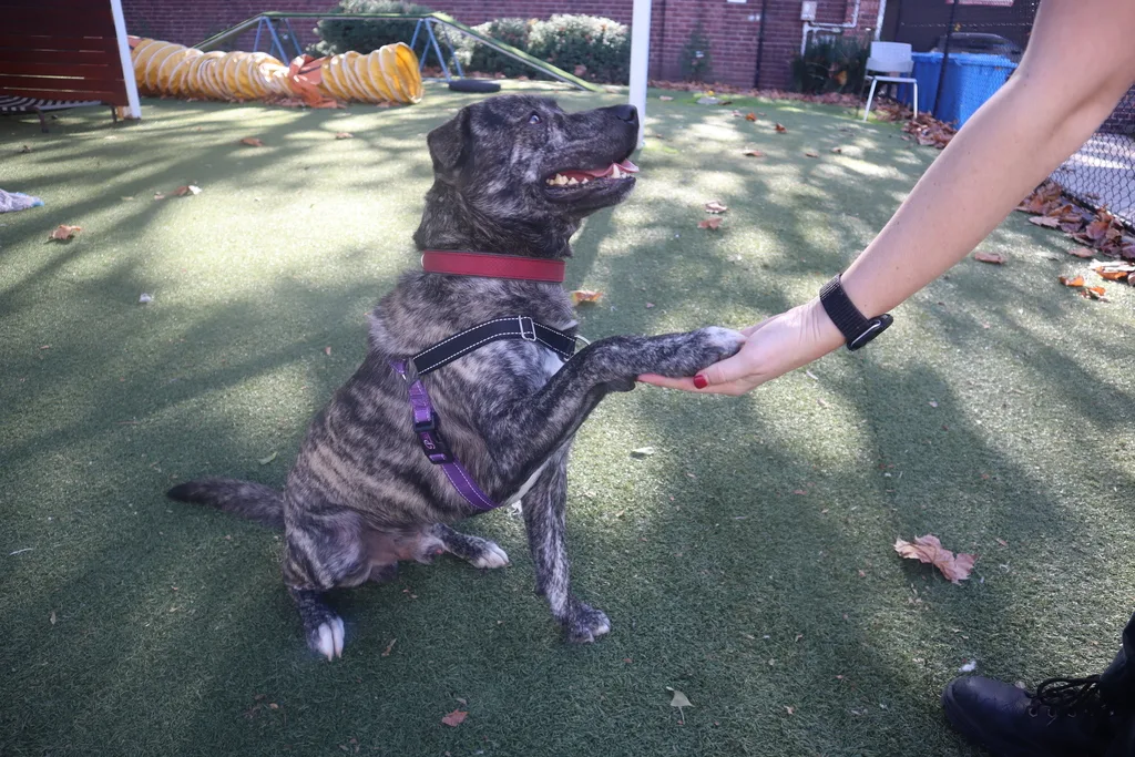 A big brindle dog shows off his 'sit' and 'shake'