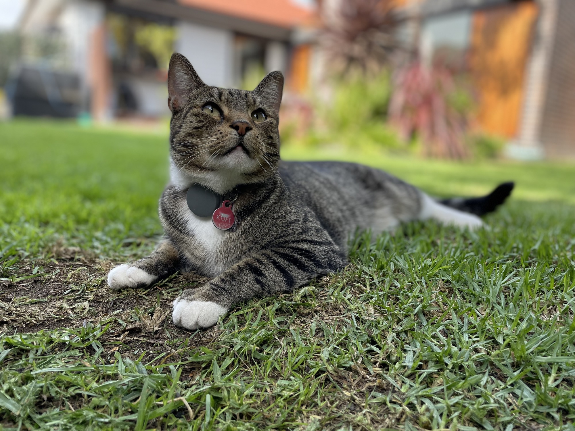 A grey tabby cat on the grass