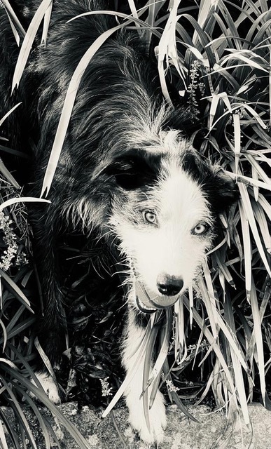 a happy black and white dog in grass 