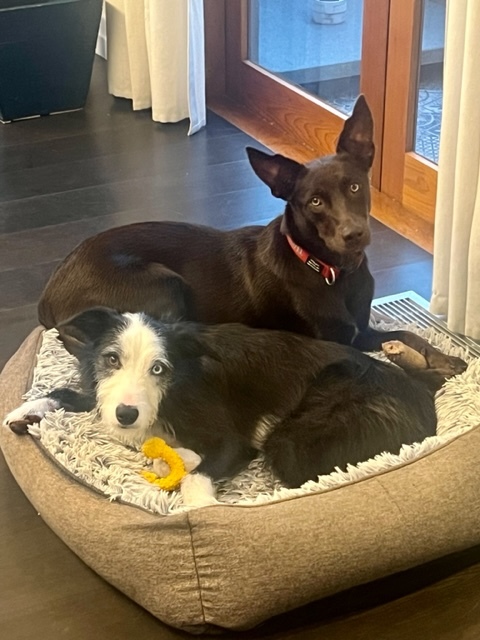a pair of happy big dogs in a bed 