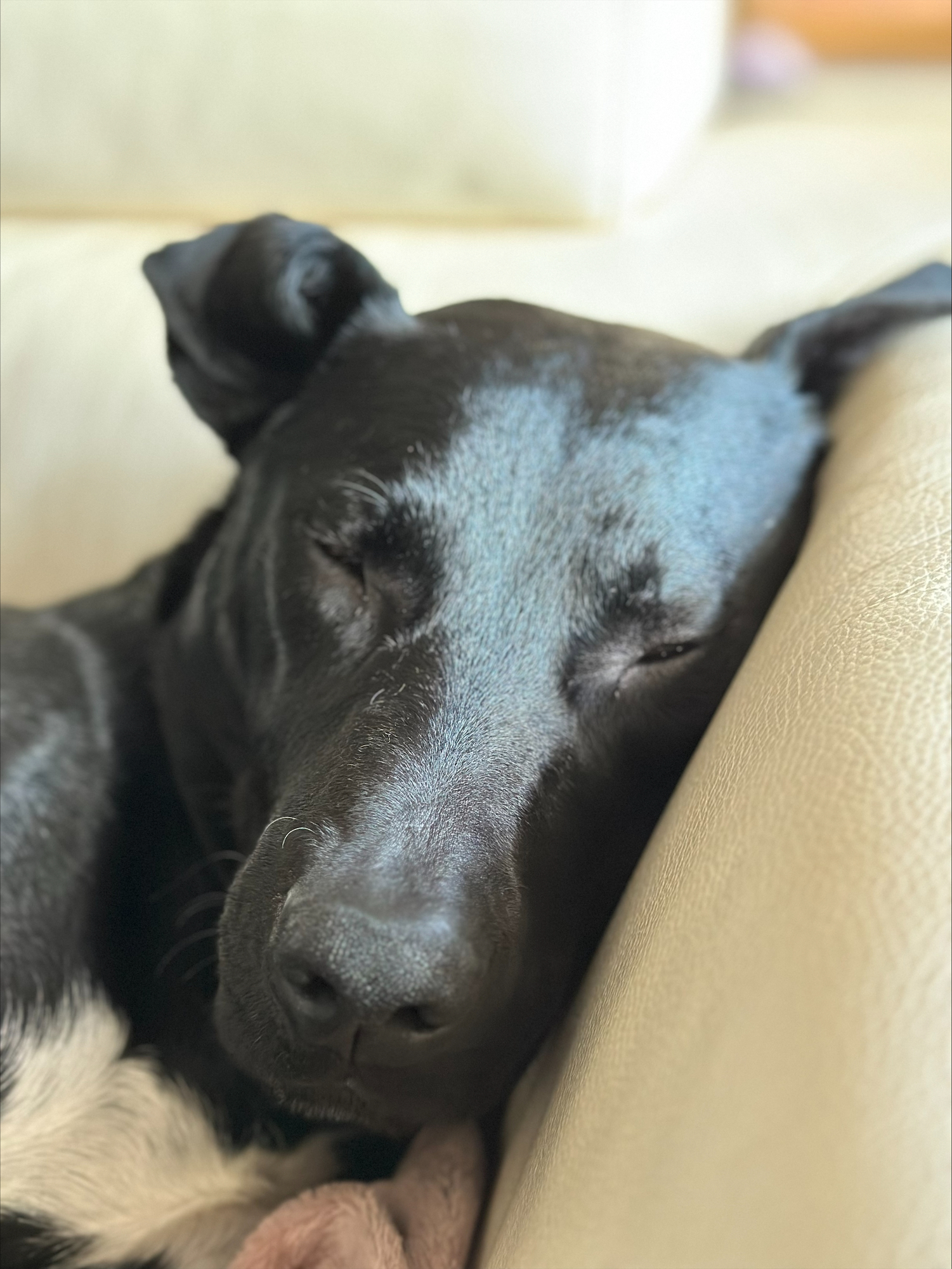 A big black dog sleeps on a couch