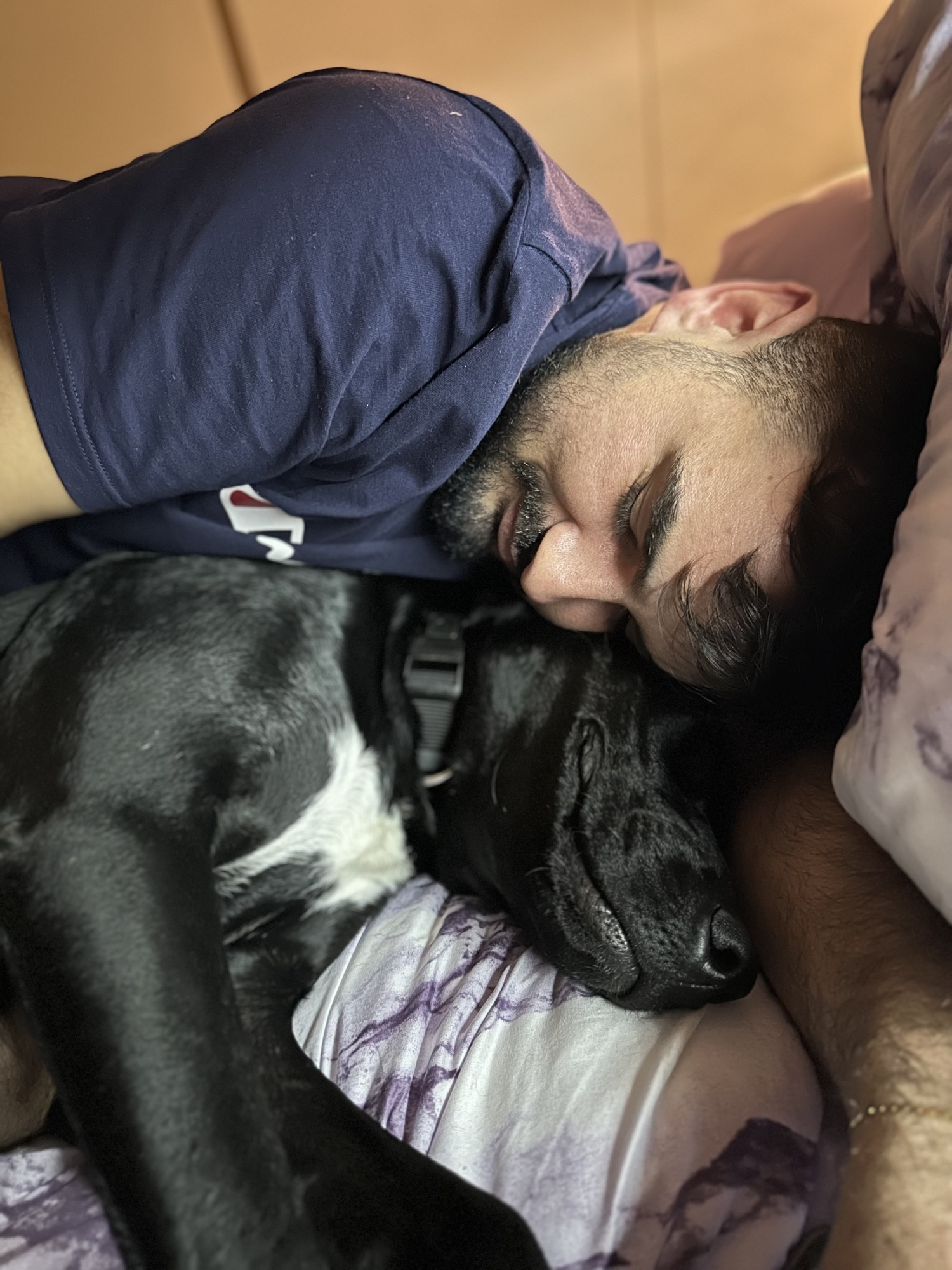 A big black dog cuddles his human