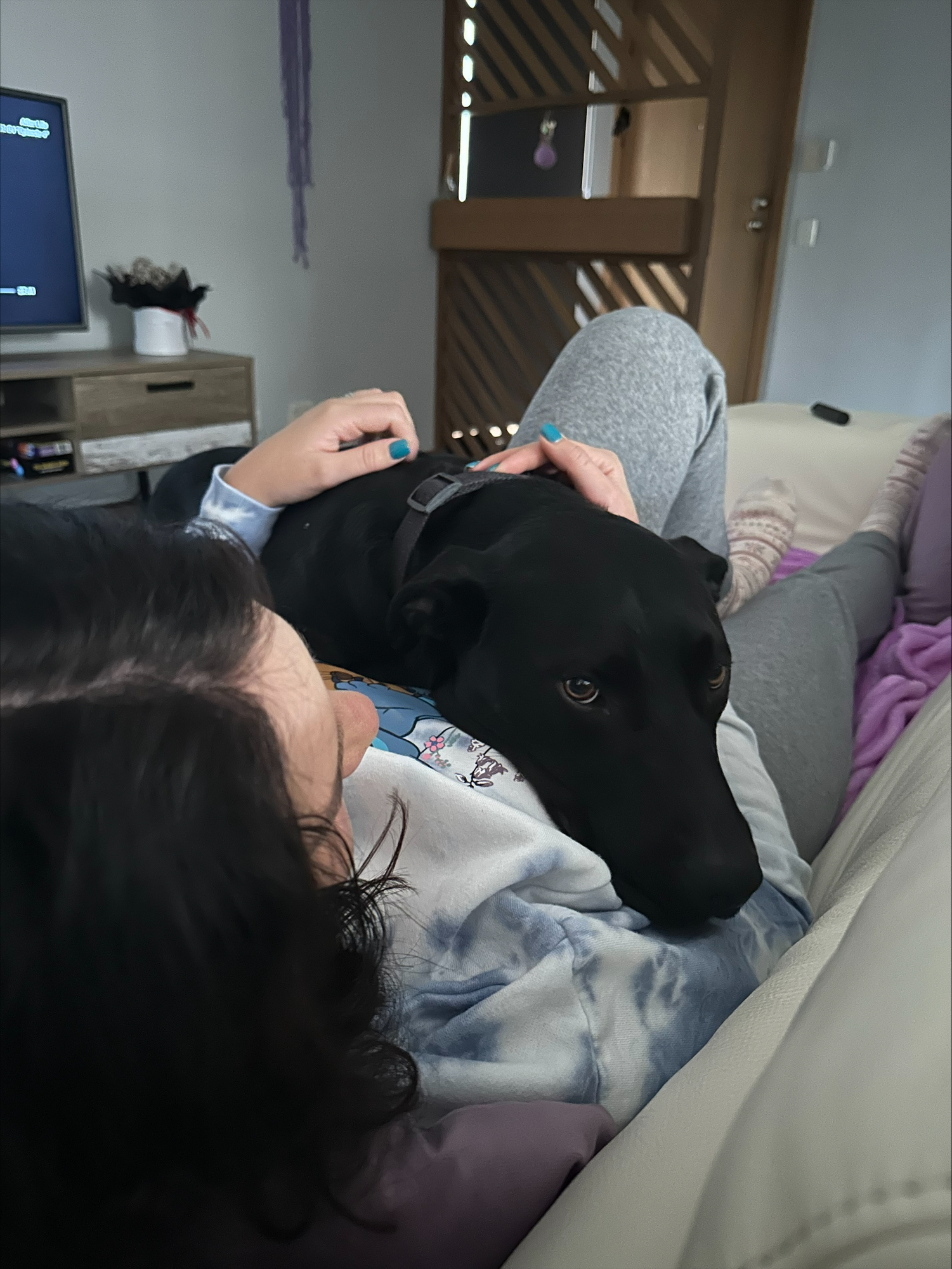 A big black dog cuddles his human