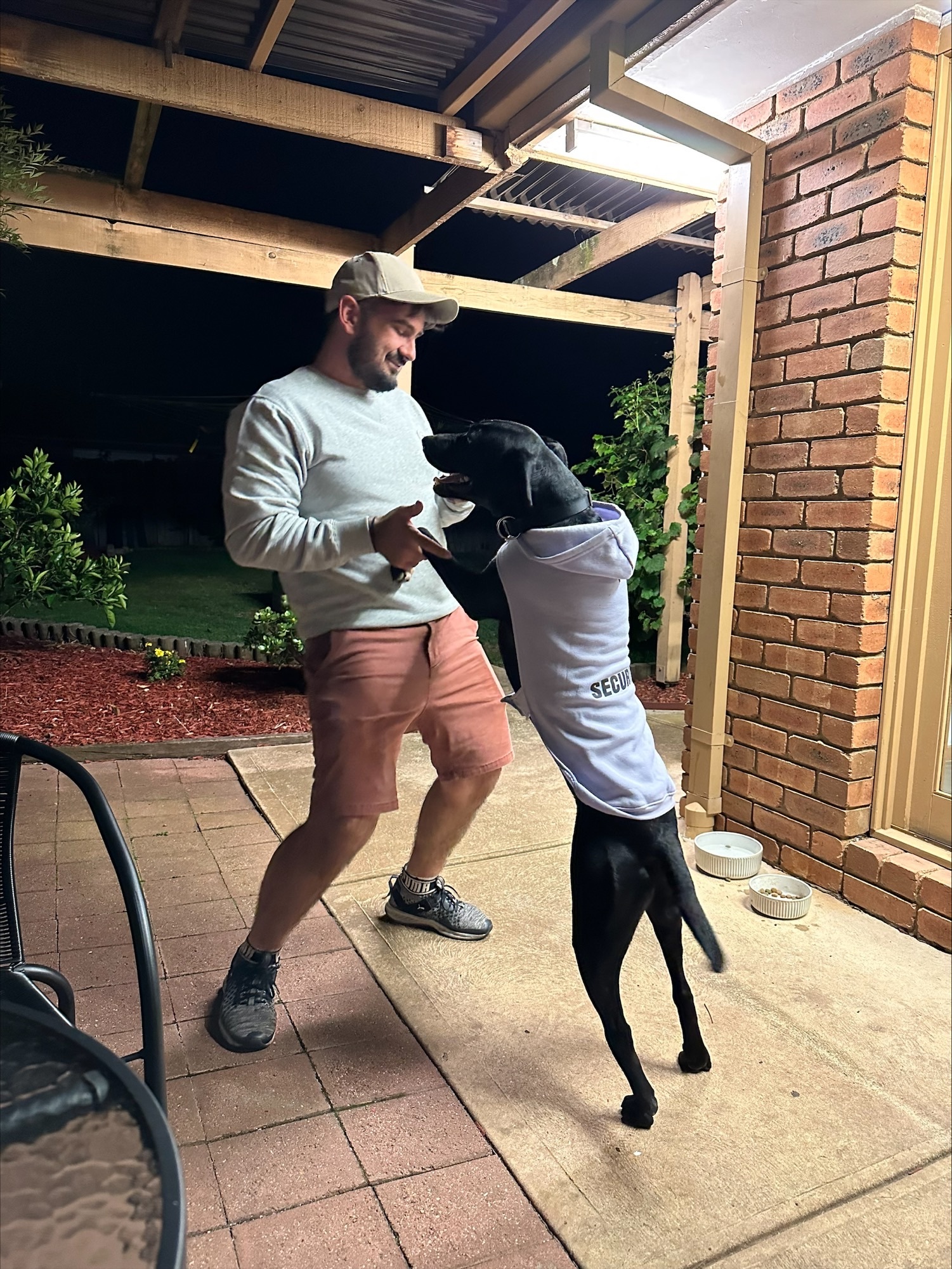 A big black dog plays with his human