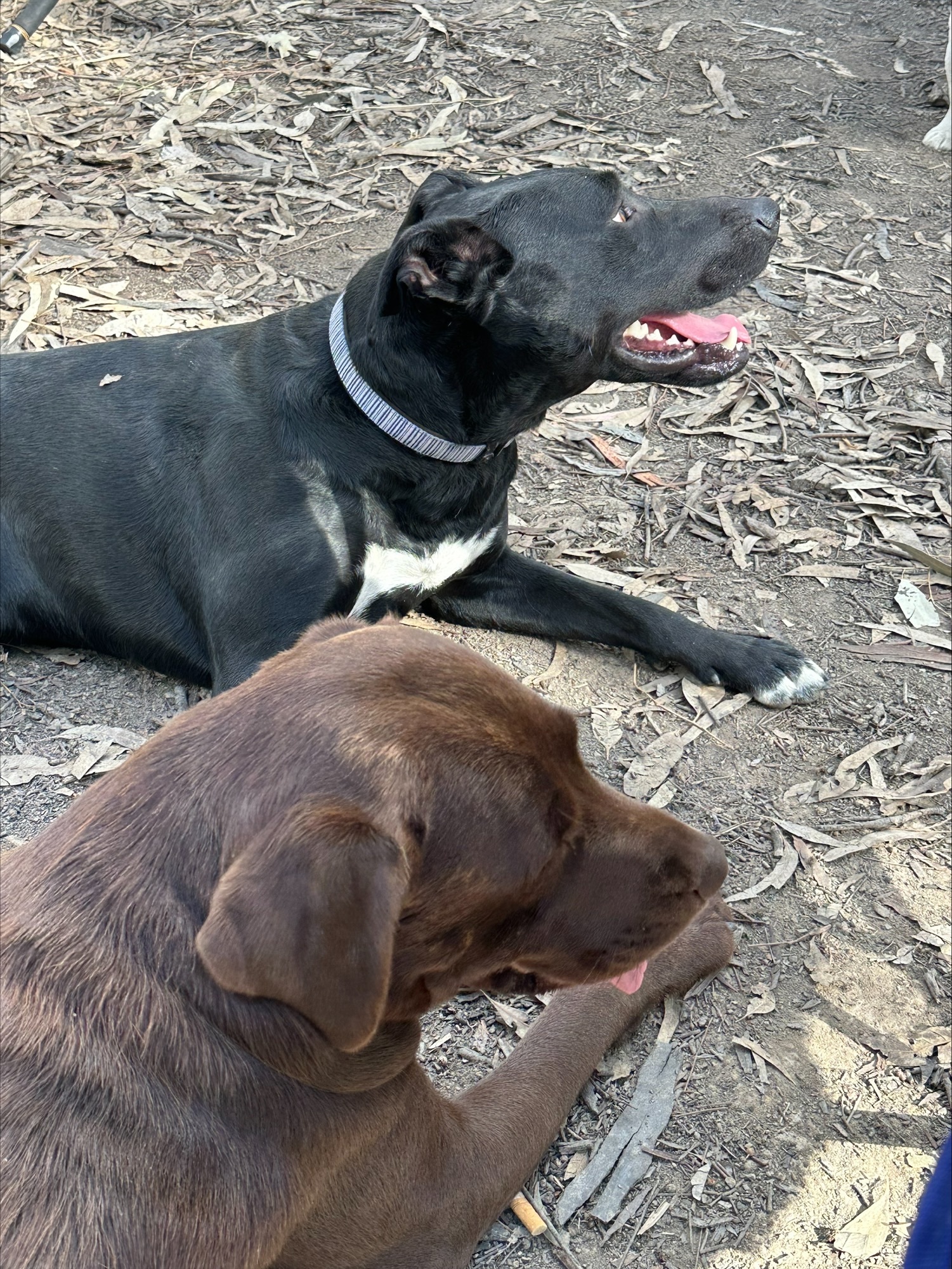 A big black dog and a brown dog outside