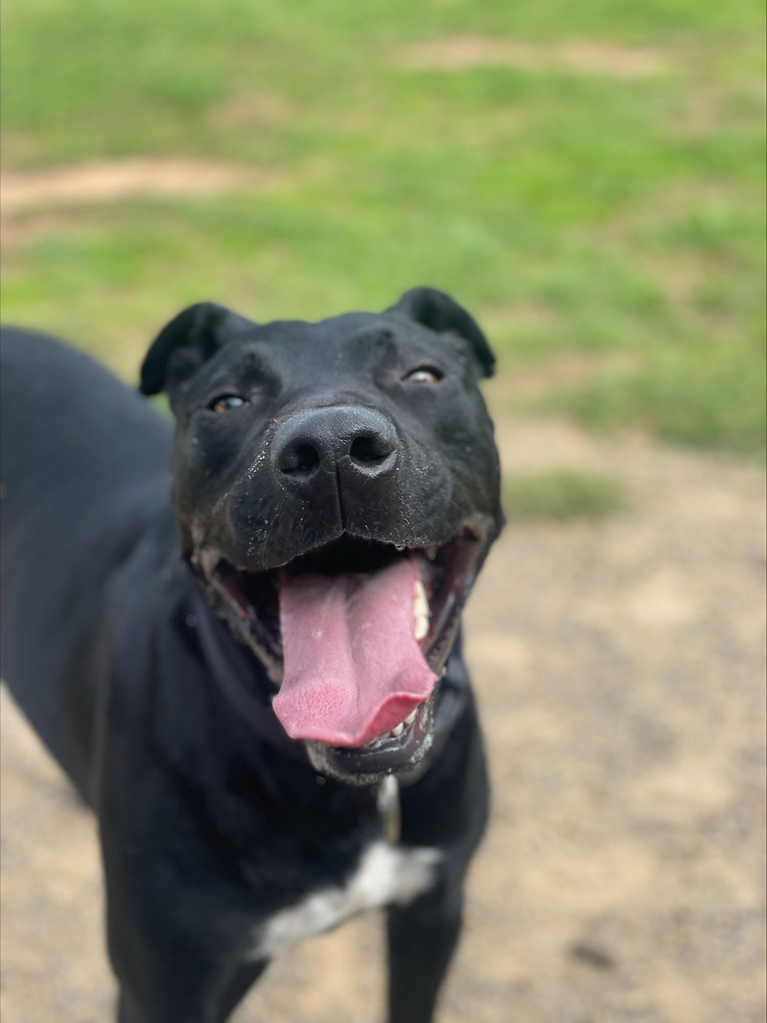 A big black dog smiles outside 