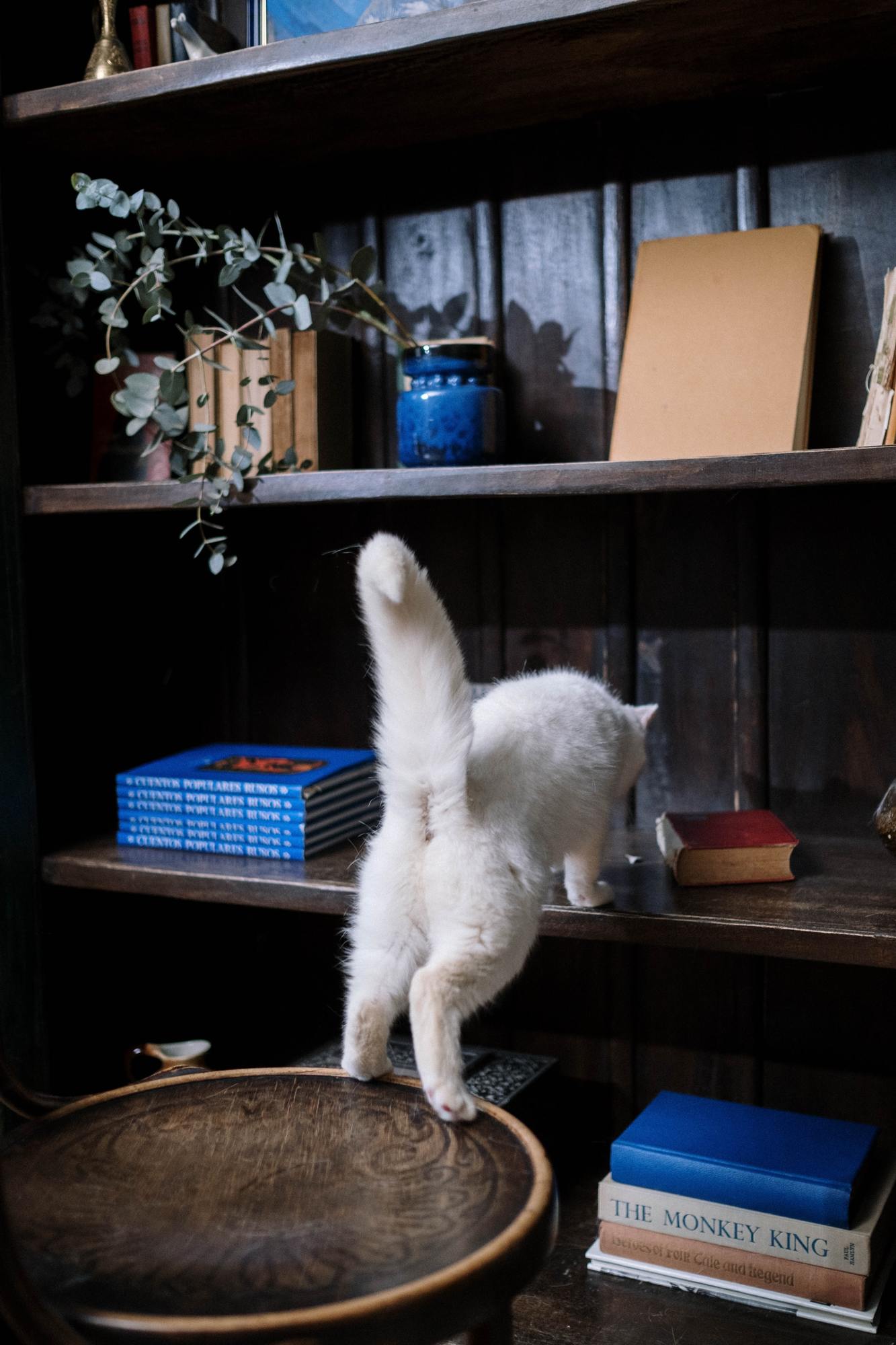 White cat jumping onto a bookcase