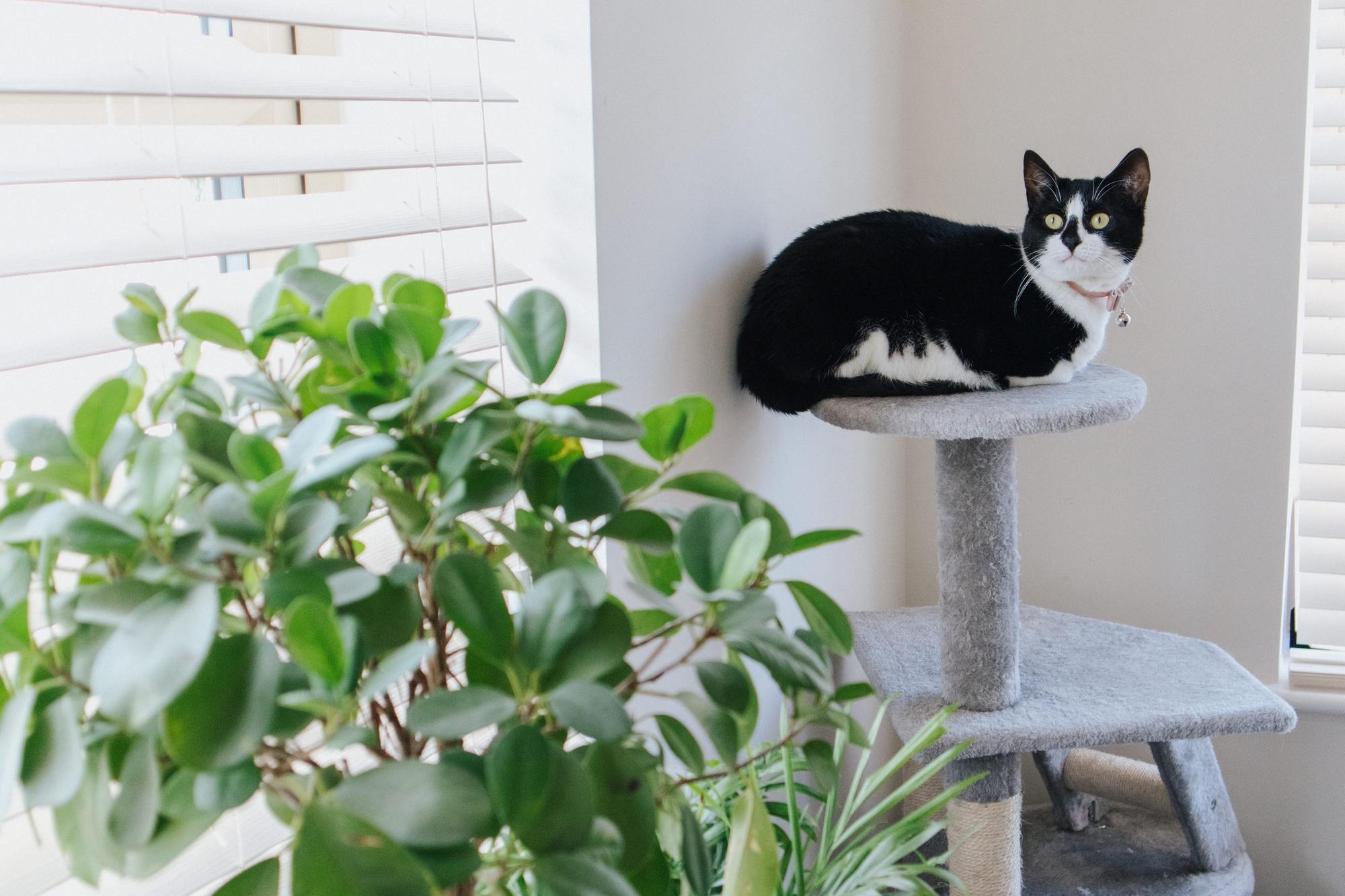 Black and white cat sat on cat scratcher and a green plant
