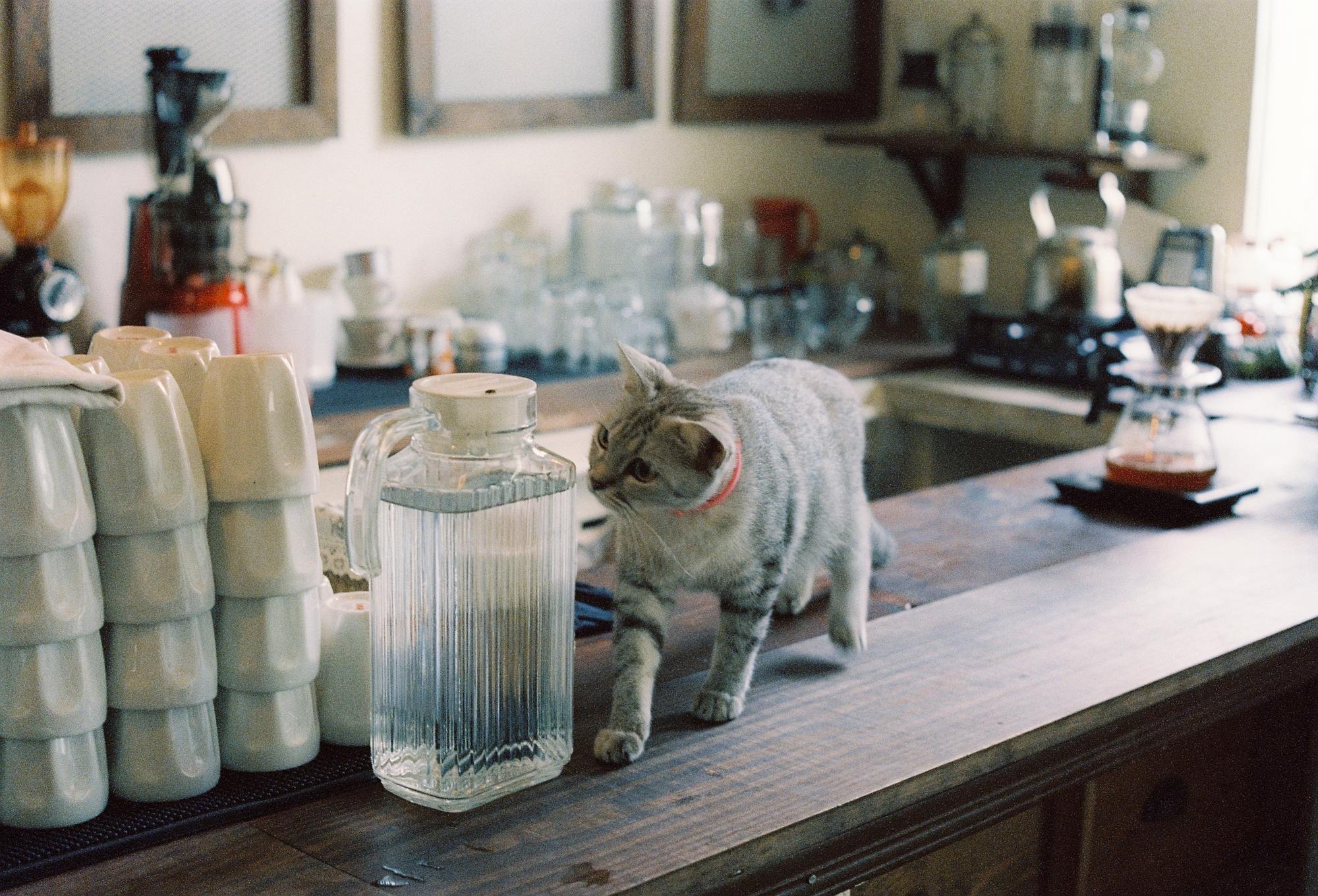 Cat on a kitchen bench sniffing a water jug