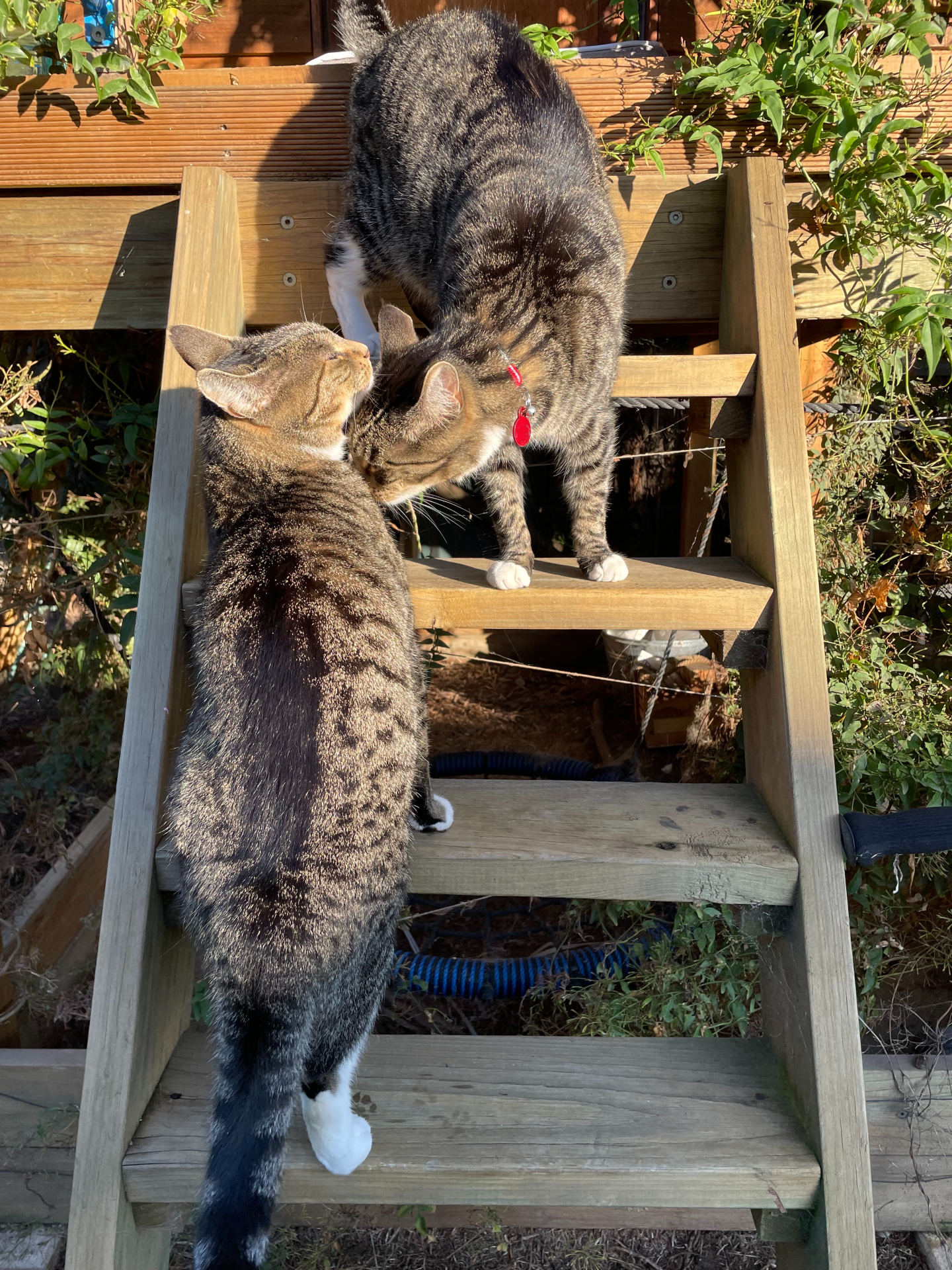 Two tabby cats smooch in a garden